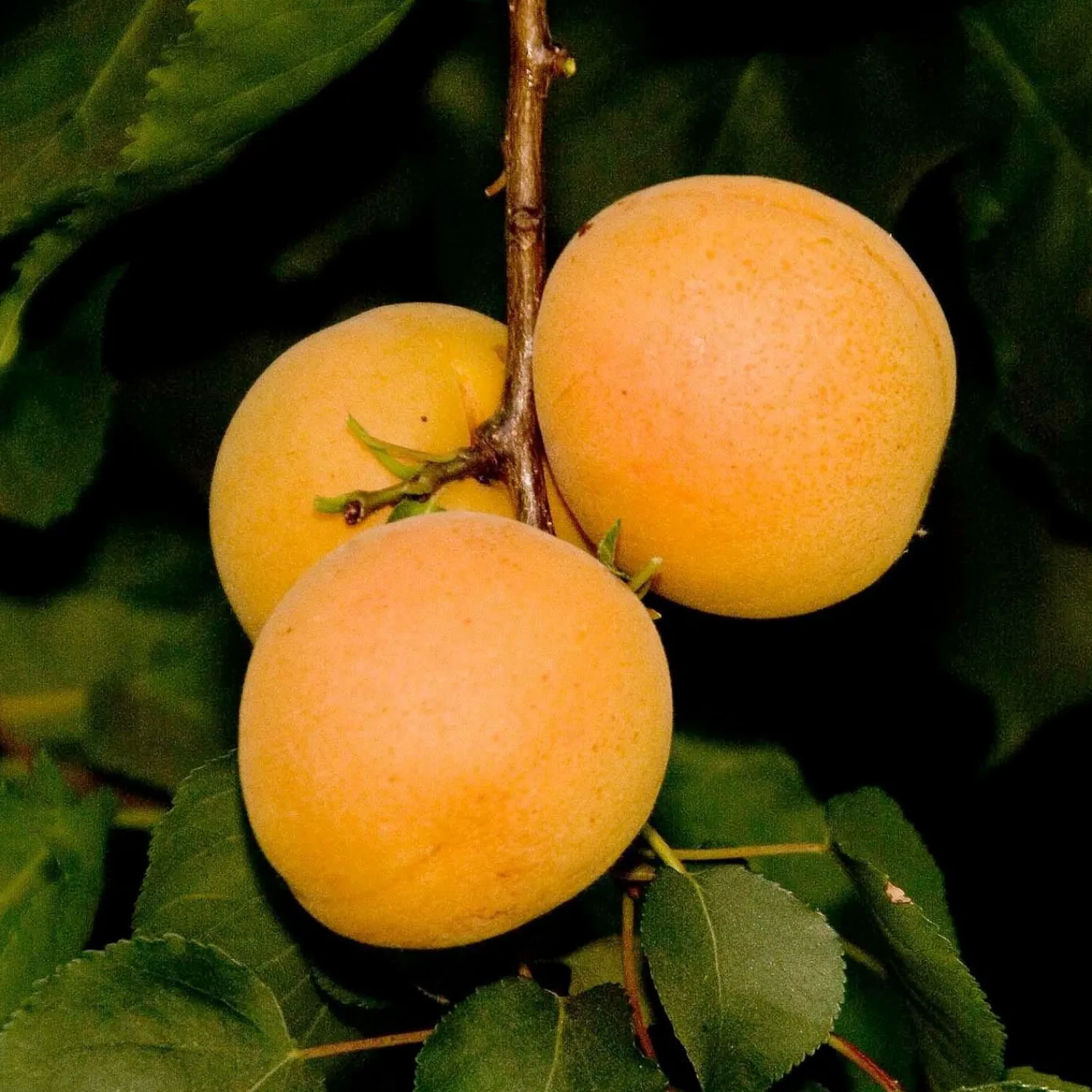 tropic_gold_apricot___gallon_0.webp Tropic Gold Apricot - 10 Gallon>Roger's Gardens Fashion