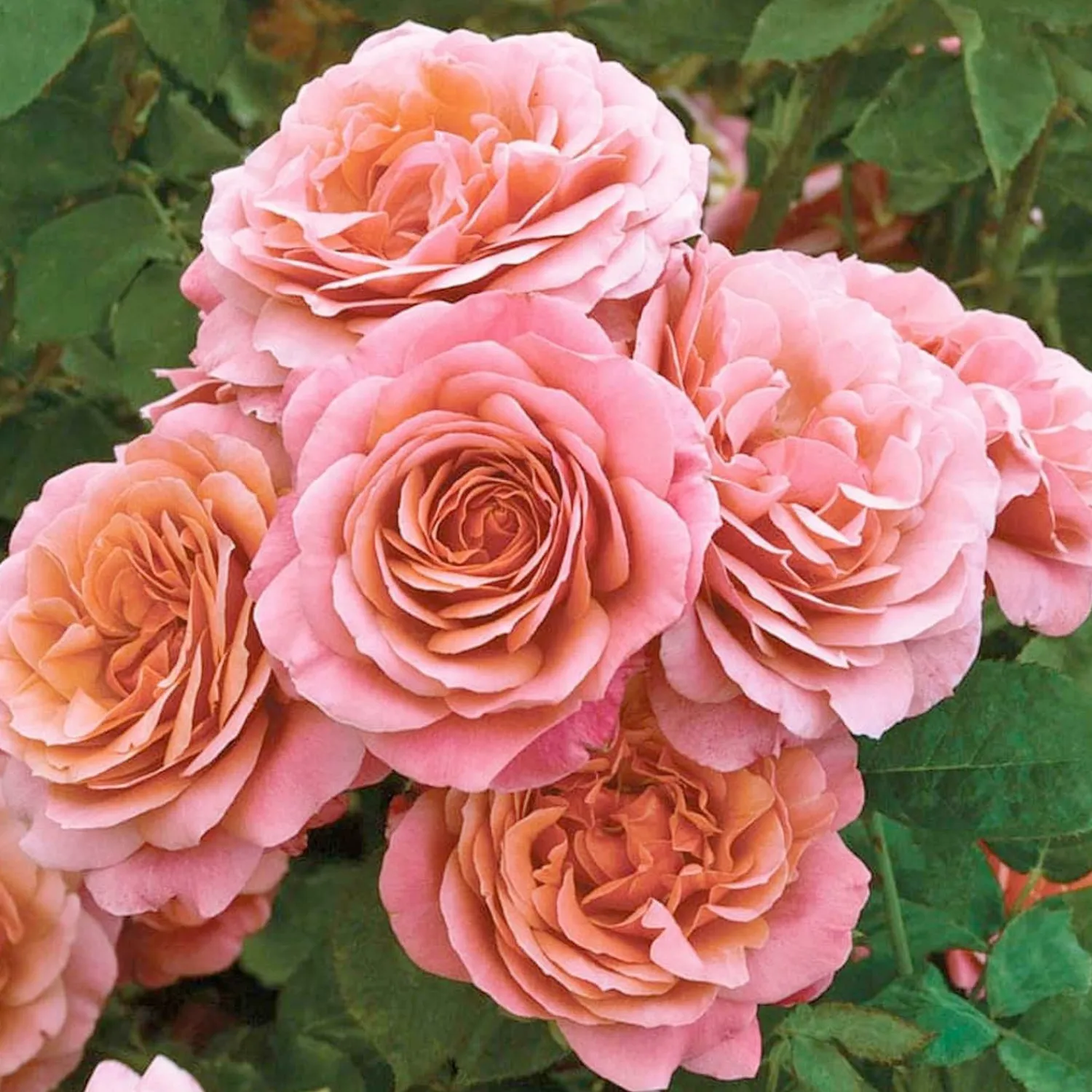 uptown_girl___gallon_1.webp Uptown Girl - 5 Gallon>Roger's Gardens Store