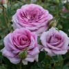 Violets Pride - 36" Tree - 5 Gallon>Roger's Gardens Discount