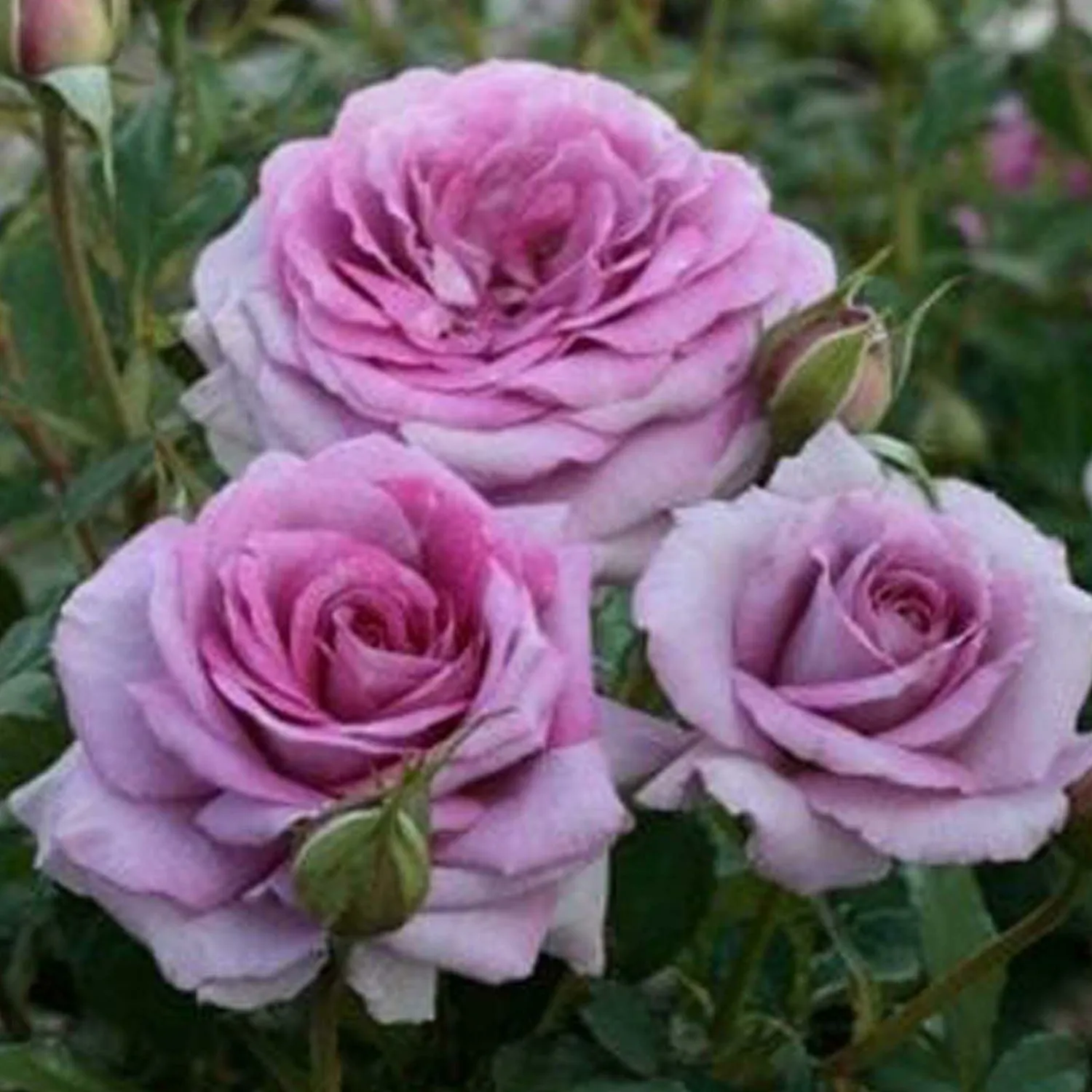 violets_pride___tree___gallon_0.webp Violets Pride - 36" Tree - 5 Gallon>Roger's Gardens Discount