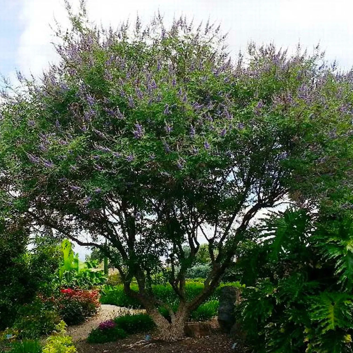 vitex_agnuscastus__chaste_tree___gallon_0.webp Vitex Agnus-Castus - Chaste Tree - 2 Gallon>Roger's Gardens Best Sale