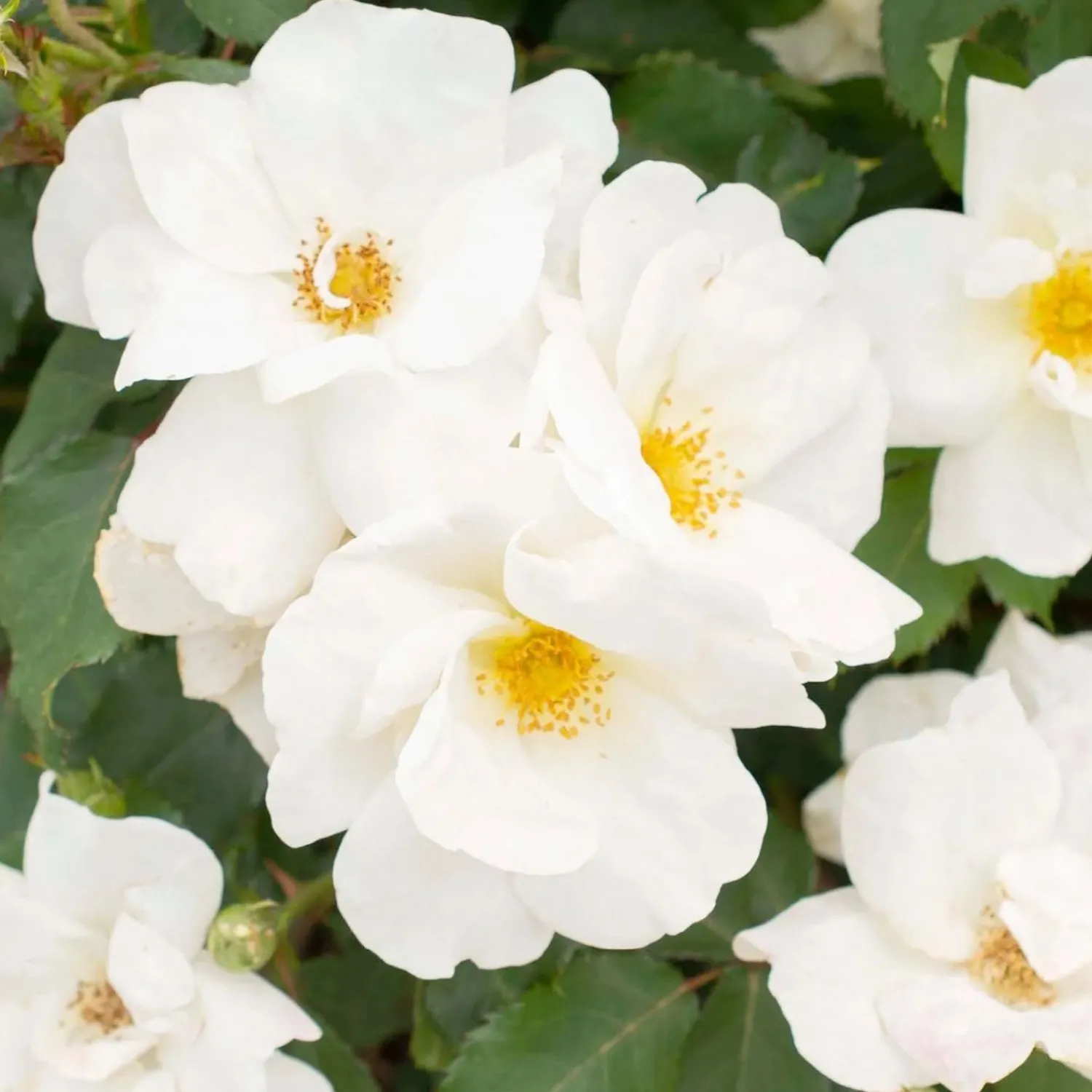 white_knock_out___gallon_0.webp White Knock Out - 2 Gallon>Roger's Gardens Cheap