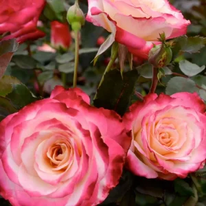 White Lies - 5 Gallon>Roger's Gardens Best Sale