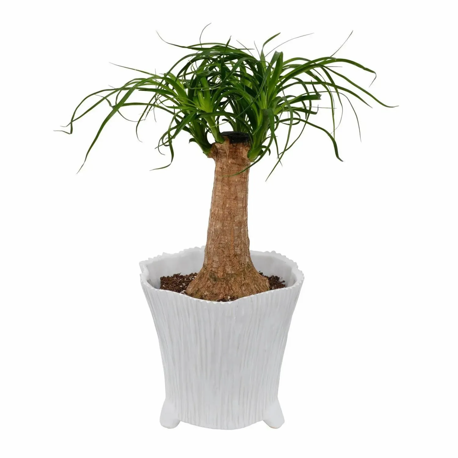 white_mellie_pot___tall_2-1.webp White Mellie Pot - 7" Tall>Roger's Gardens Shop