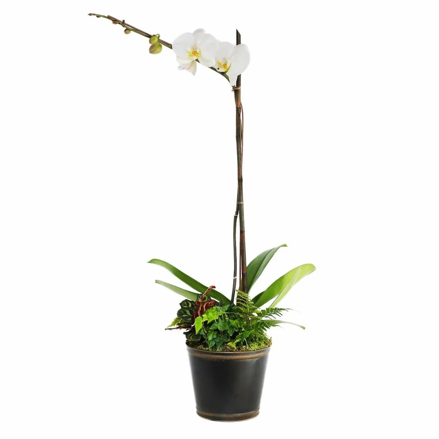 white_orchid_in_small_black_and_copper_tin_0-1.webp White Orchid In Small Black And Copper Tin>Roger's Gardens Online