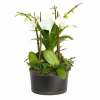 White Orchids In Large Black And Copper Low Tin>Roger's Gardens Best Sale
