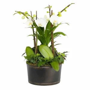 White Orchids In Large Black And Copper Low Tin>Roger's Gardens Best Sale