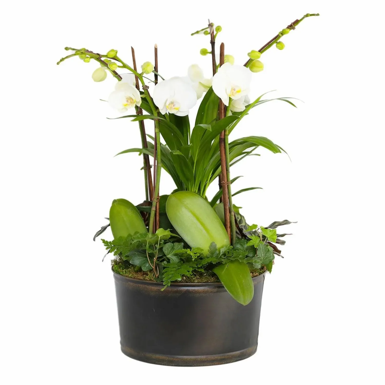 white_orchids_in_large_black_and_copper_low_tin_0-1.webp White Orchids In Large Black And Copper Low Tin>Roger's Gardens Best Sale