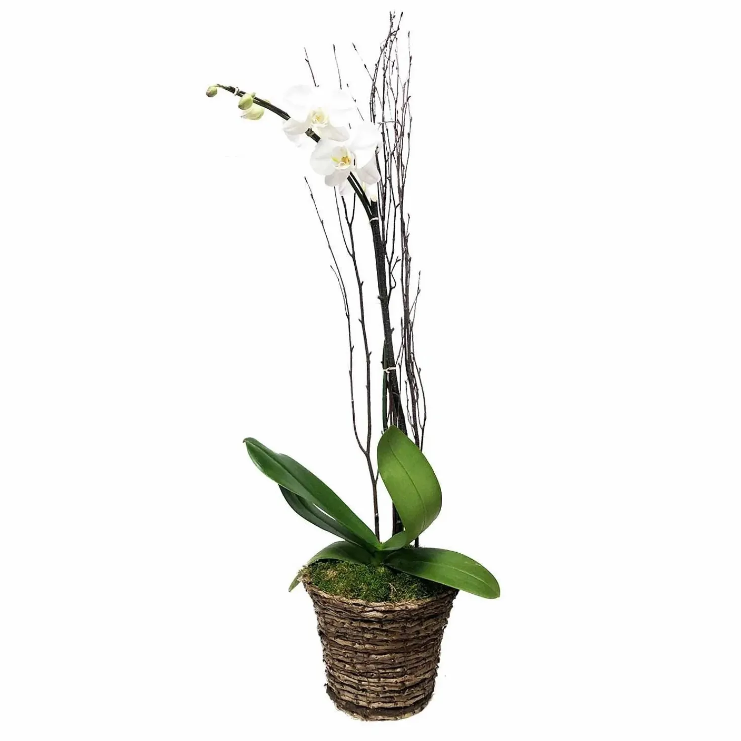 white_phalaenopsis_in_grapevine_basket_0.webp White Phalaenopsis In Grapevine Basket>Roger's Gardens Fashion