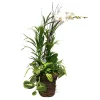 White Phalaenopsis In Large Grapevine Basket>Roger's Gardens Sale