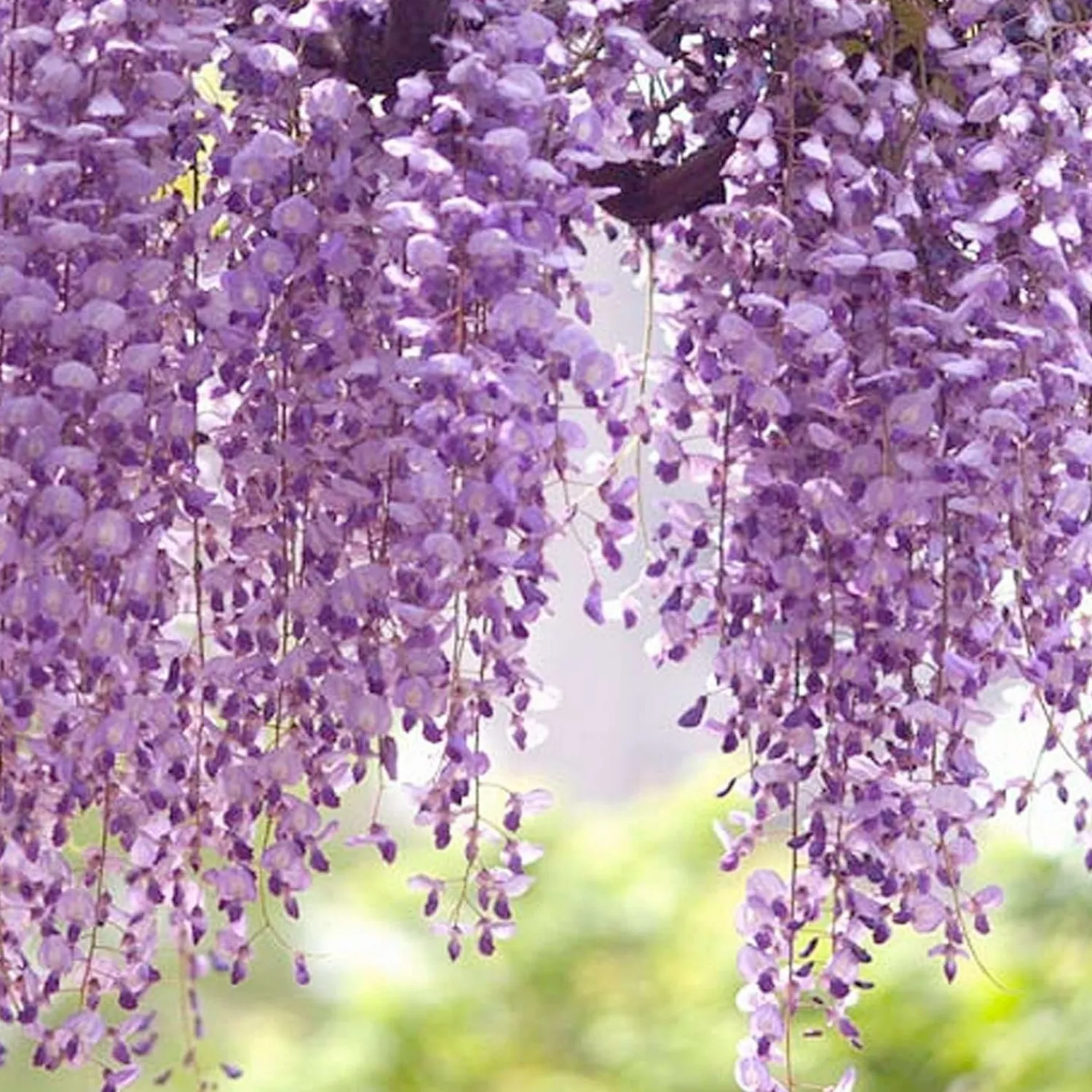 wisteria_texas_purple__texas_purple_japanese_wisteria___gallon_0.webp Wisteria 'Texas Purple' - Texas Purple Japanese Wisteria - 5 Gallon>Roger's Gardens New