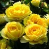 Yellow Sunblaze - 5 Gallon>Roger's Gardens Fashion