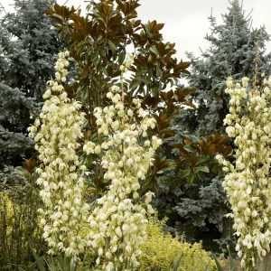 Yucca Recurvata - Soft Leaf Yucca - 5 Gallon>Roger's Gardens Best Sale