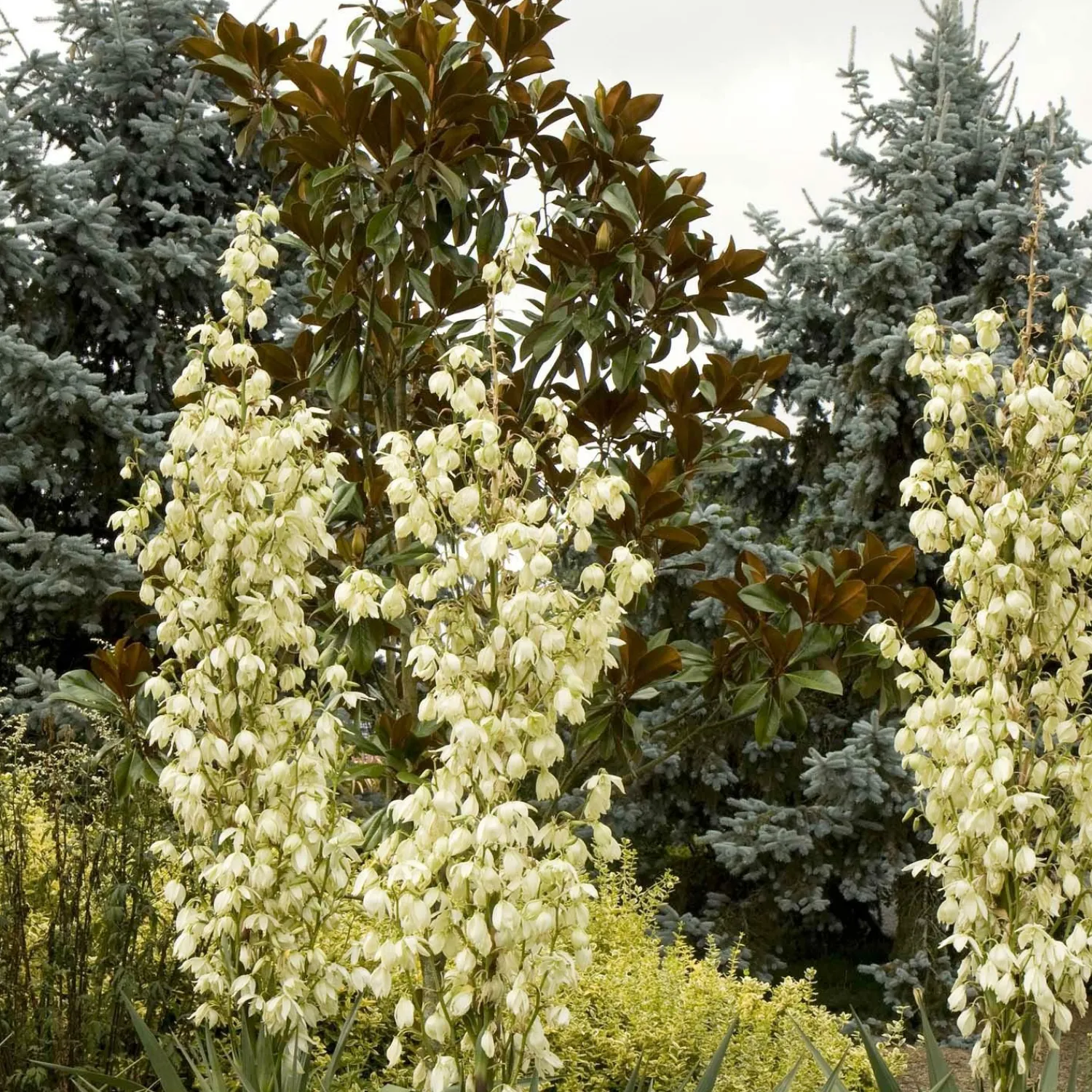 yucca_recurvata__soft_leaf_yucca___gallon_0.webp Yucca Recurvata - Soft Leaf Yucca - 5 Gallon>Roger's Gardens Best Sale