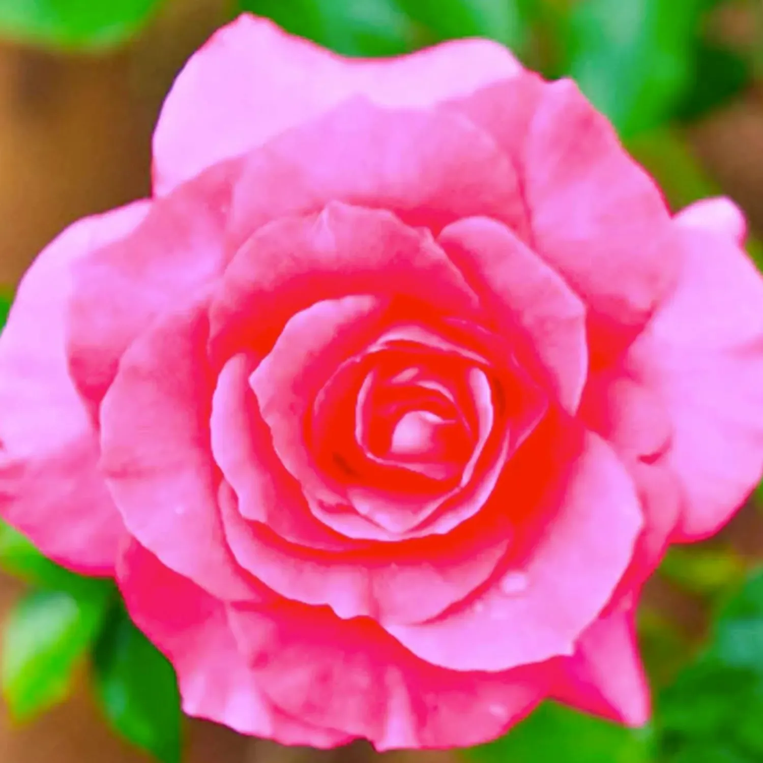yves_piaget___gallon_0.webp Yves Piaget - 5 Gallon>Roger's Gardens Shop